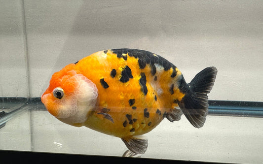 Black & Red Ranchu (F, 5.5'') - Lunar Fancies