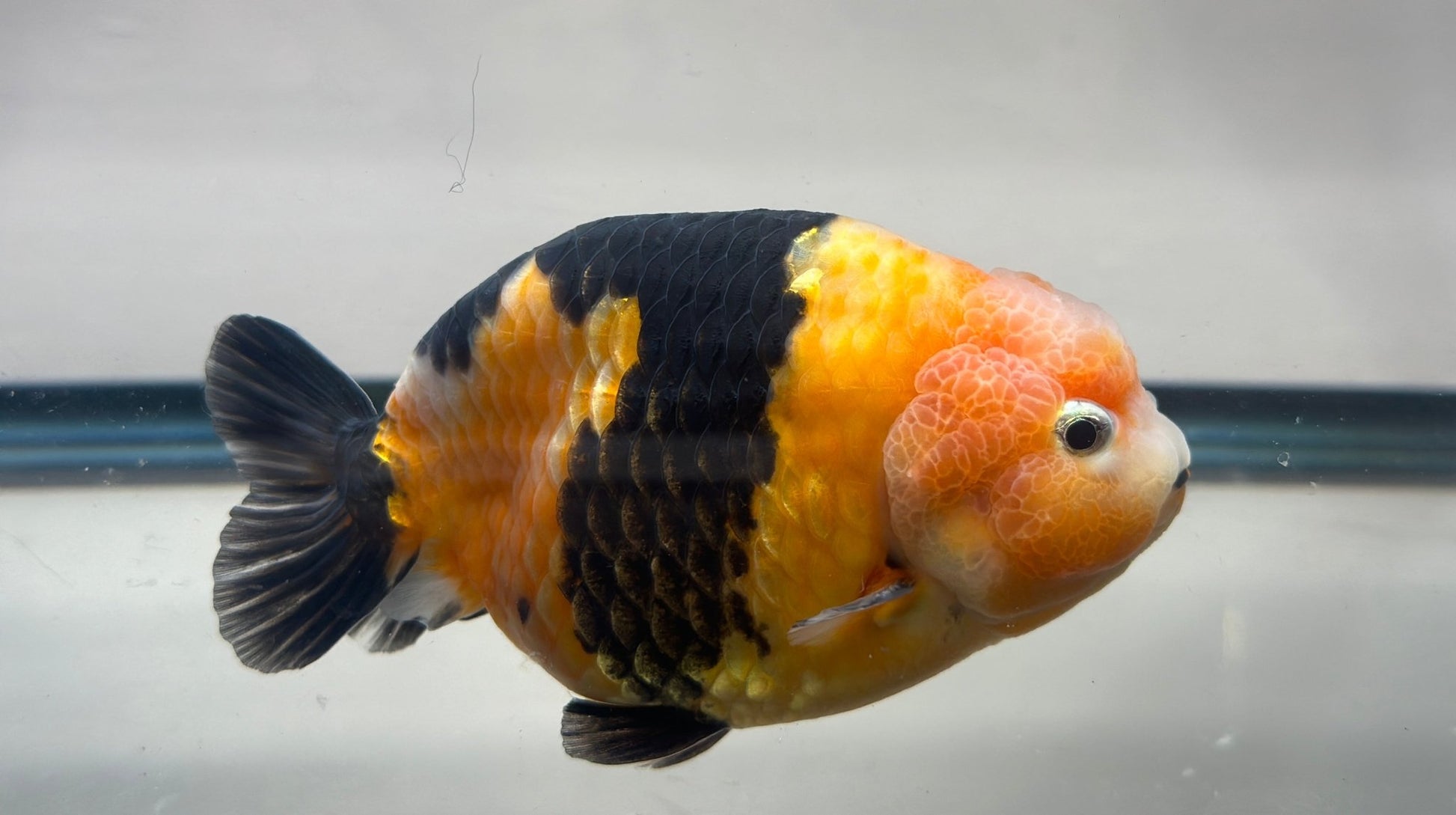 Black & Red Ranchu (M, 4.5'') - Lunar Fancies