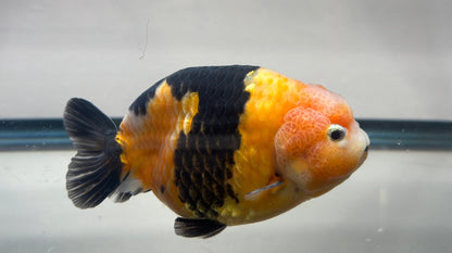 Black & Red Ranchu (M, 4.5'') - Lunar Fancies