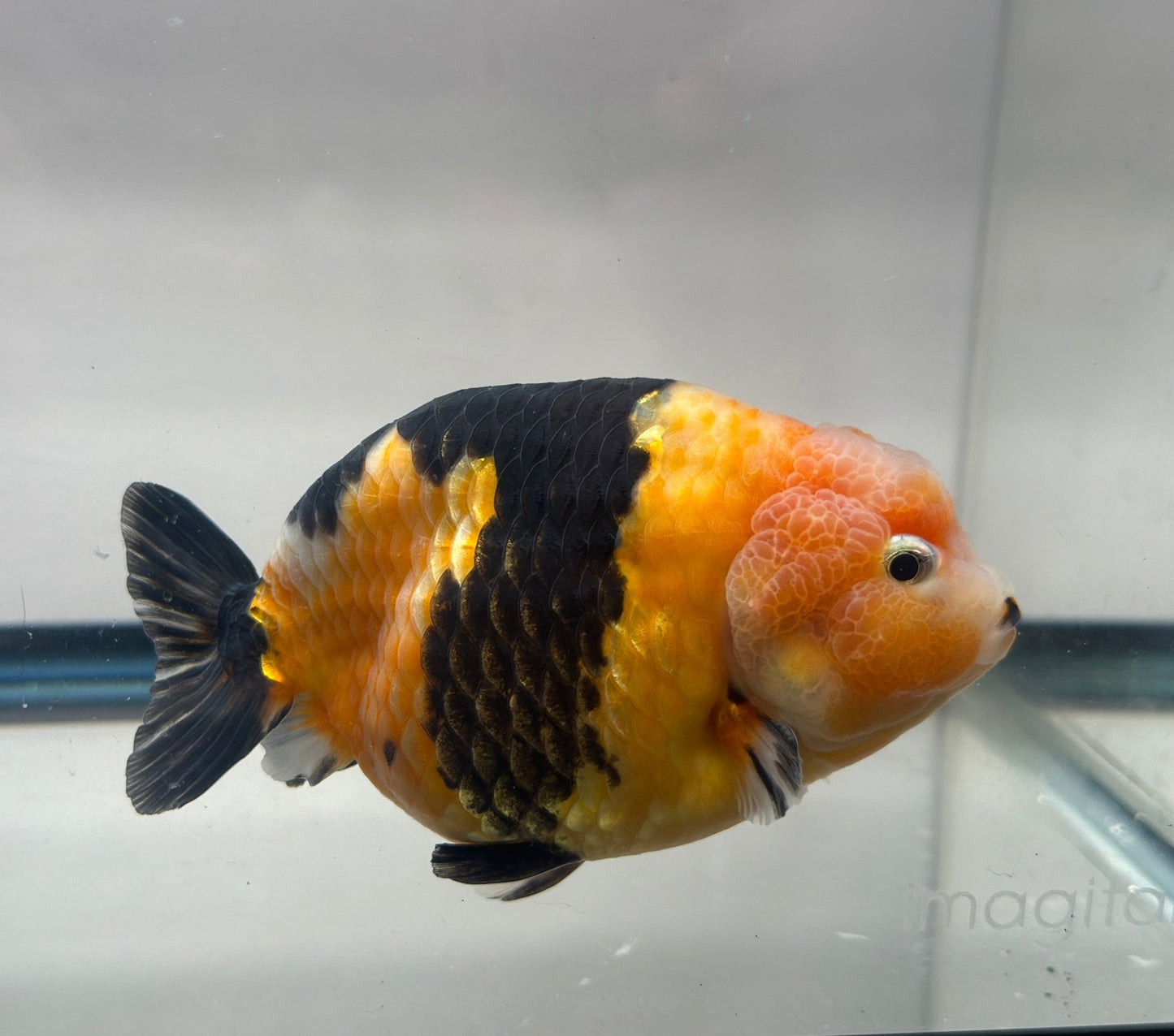 Black & Red Ranchu (M, 4.5'') - Lunar Fancies