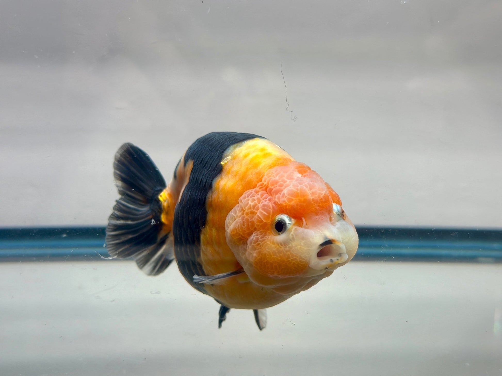 Black & Red Ranchu (M, 4.5'') - Lunar Fancies