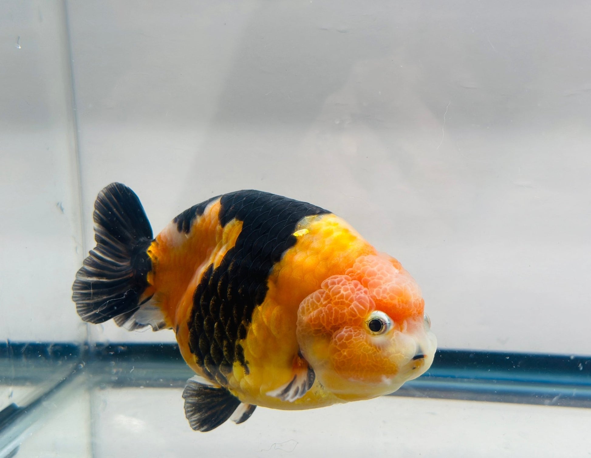 Black & Red Ranchu (M, 4.5'') - Lunar Fancies