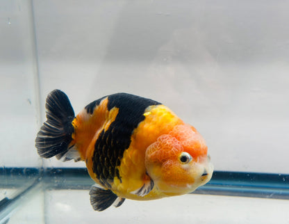 Black & Red Ranchu (M, 4.5'') - Lunar Fancies