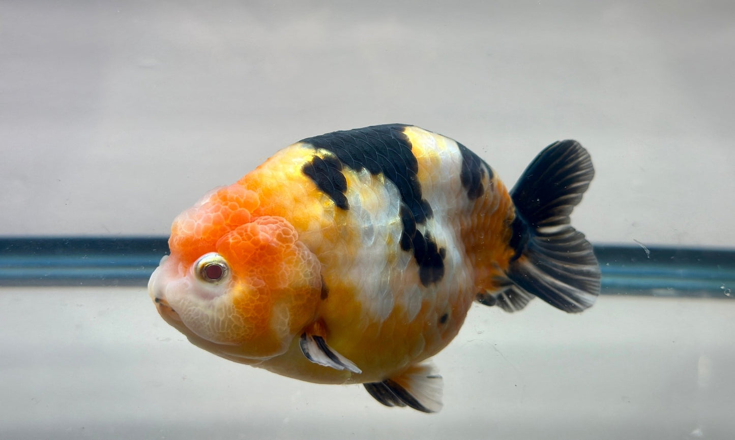 Black & Red Ranchu (M, 4.5'') - Lunar Fancies