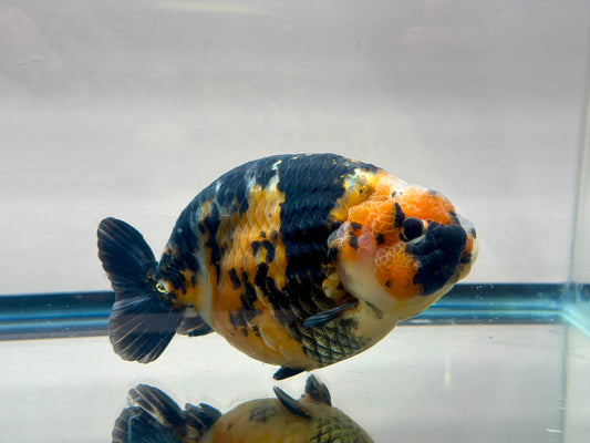 Black & Red Ranchu (M, 5'') - Lunar Fancies