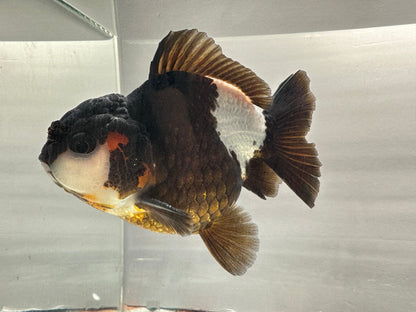 Black & White Oranda (M, 4.5'') - Lunar Fancies