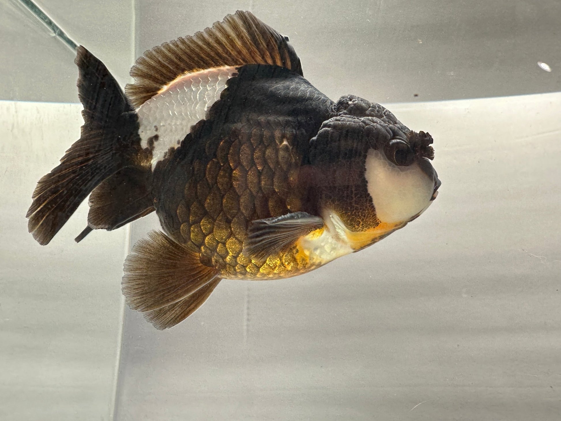 Black & White Oranda (M, 4.5'') - Lunar Fancies