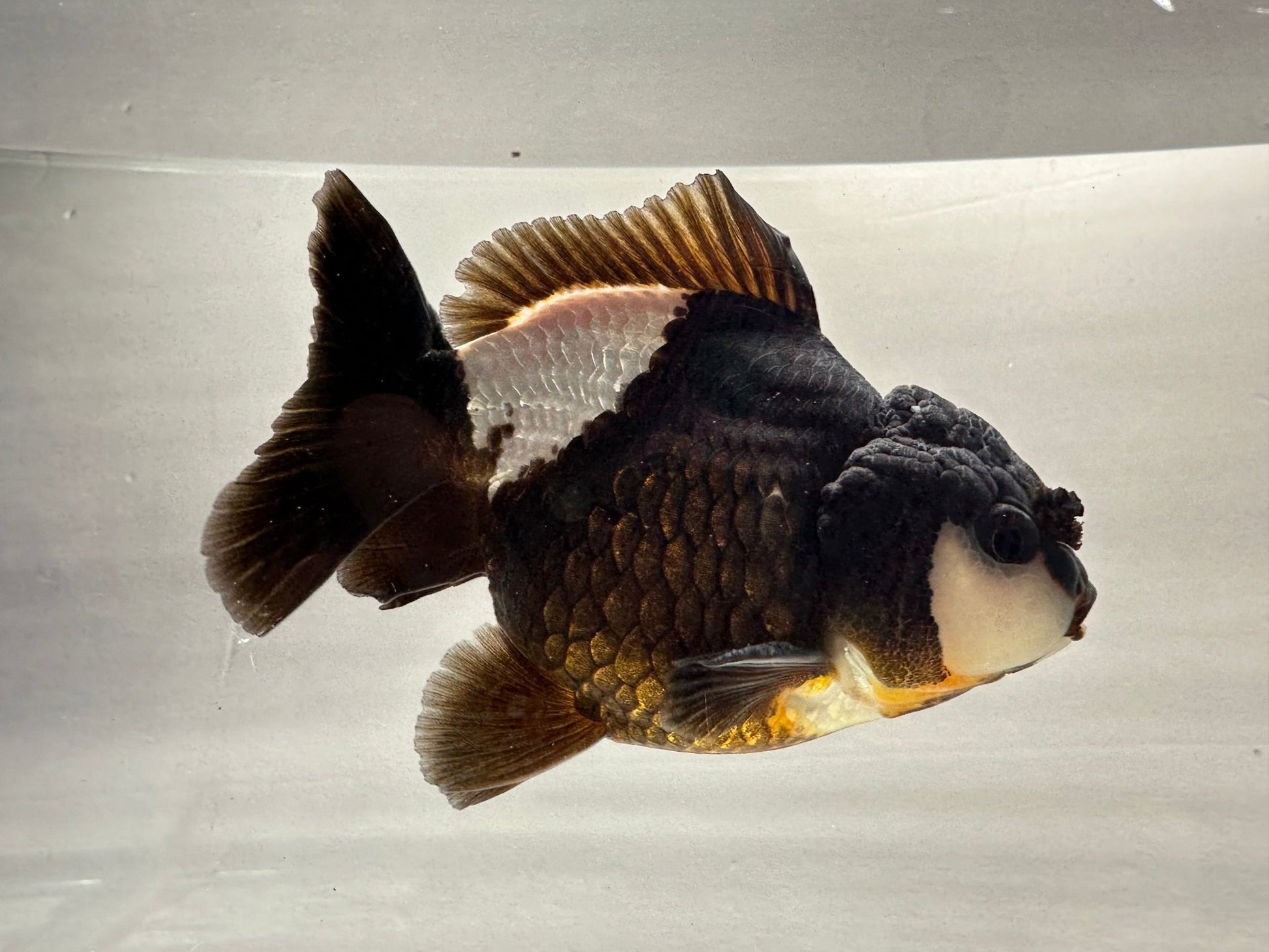 Black & White Oranda (M, 4.5'') - Lunar Fancies