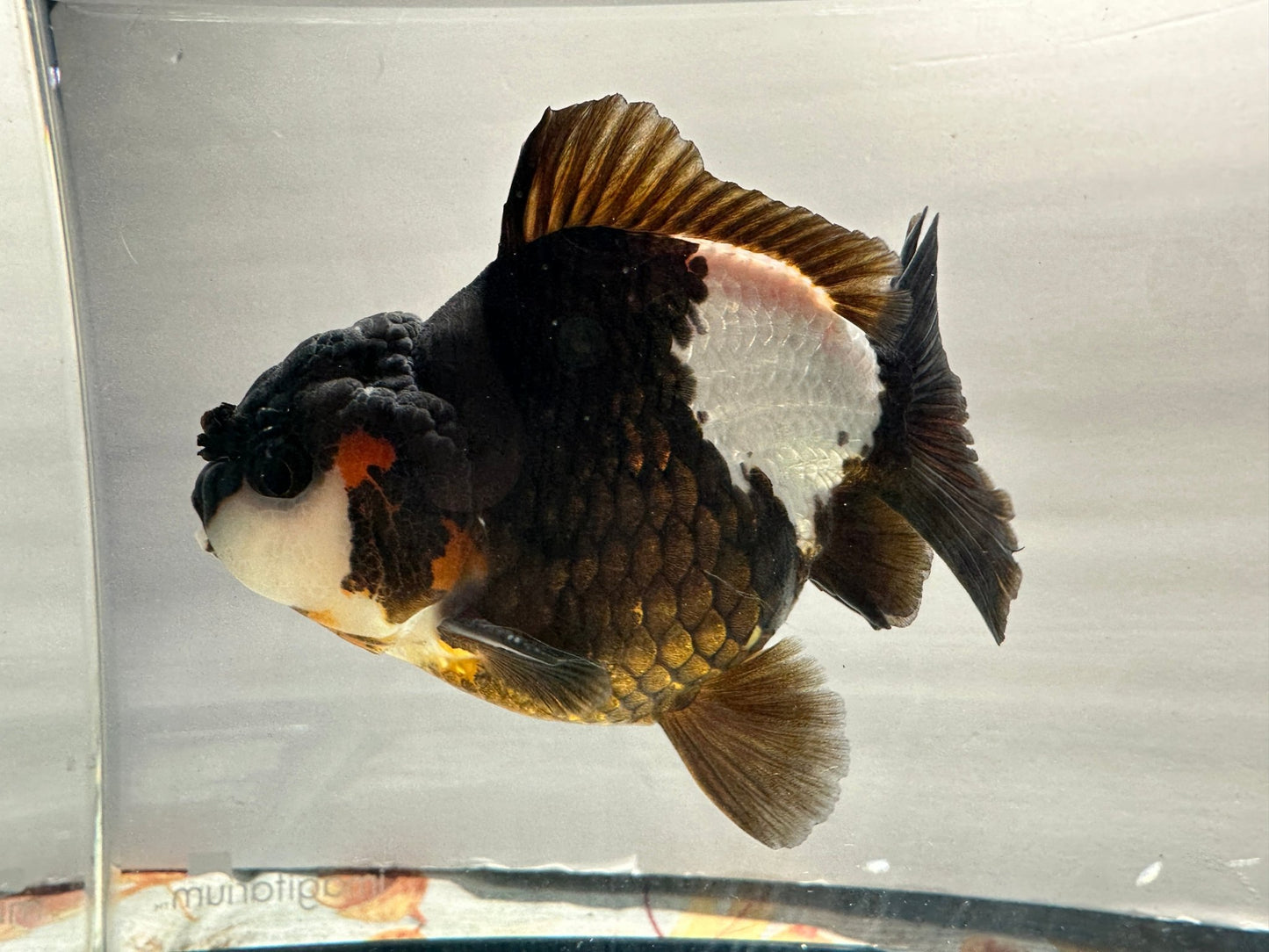 Black & White Oranda (M, 4.5'') - Lunar Fancies