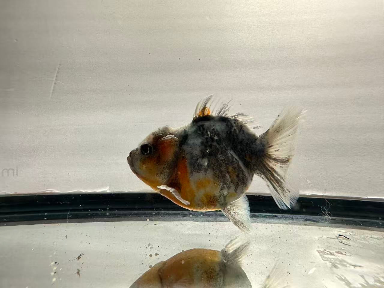 Blue Calico Oranda (F,4”) - Lunar Fancies