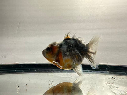 Blue Calico Oranda (F,4”) - Lunar Fancies