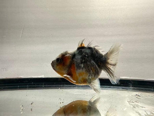 Blue Calico Oranda (F,4”) - Lunar Fancies