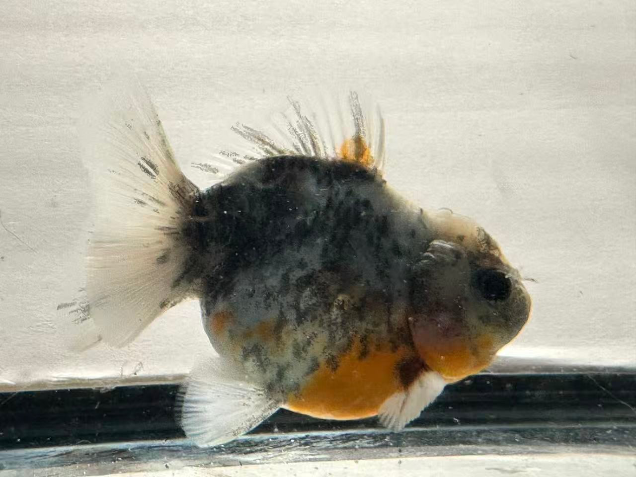 Blue Calico Oranda (F,4”) - Lunar Fancies