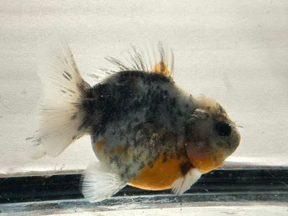 Blue Calico Oranda (F,4”) - Lunar Fancies