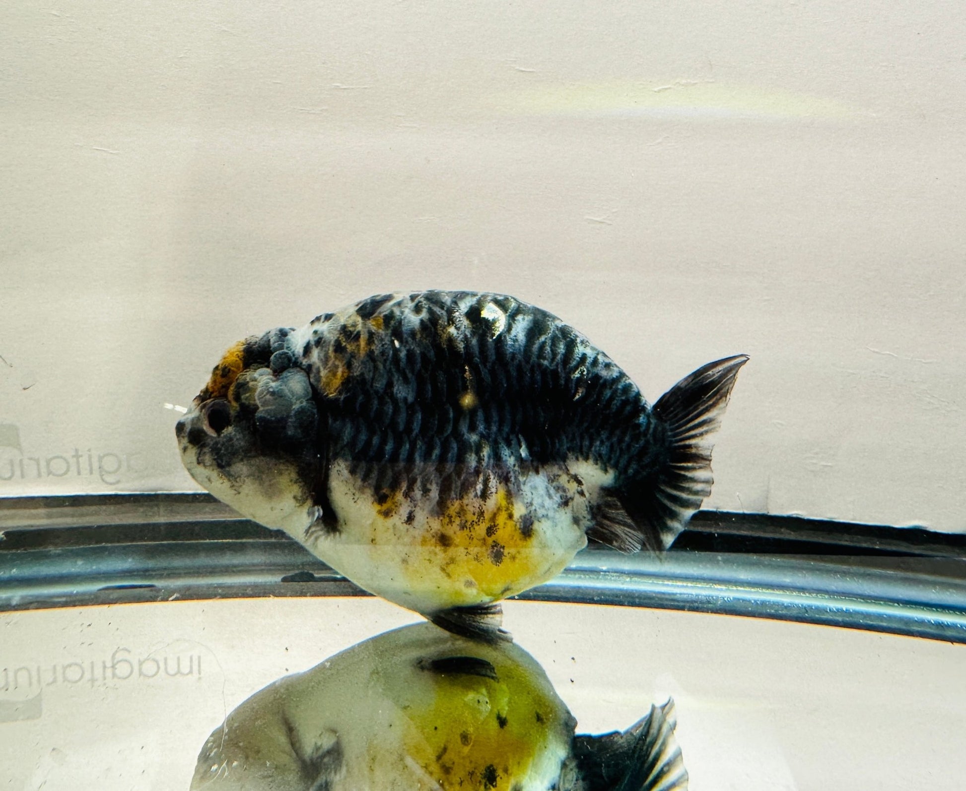 Blue Kirin Ranchu (F, 4.5'') - Lunar Fancies