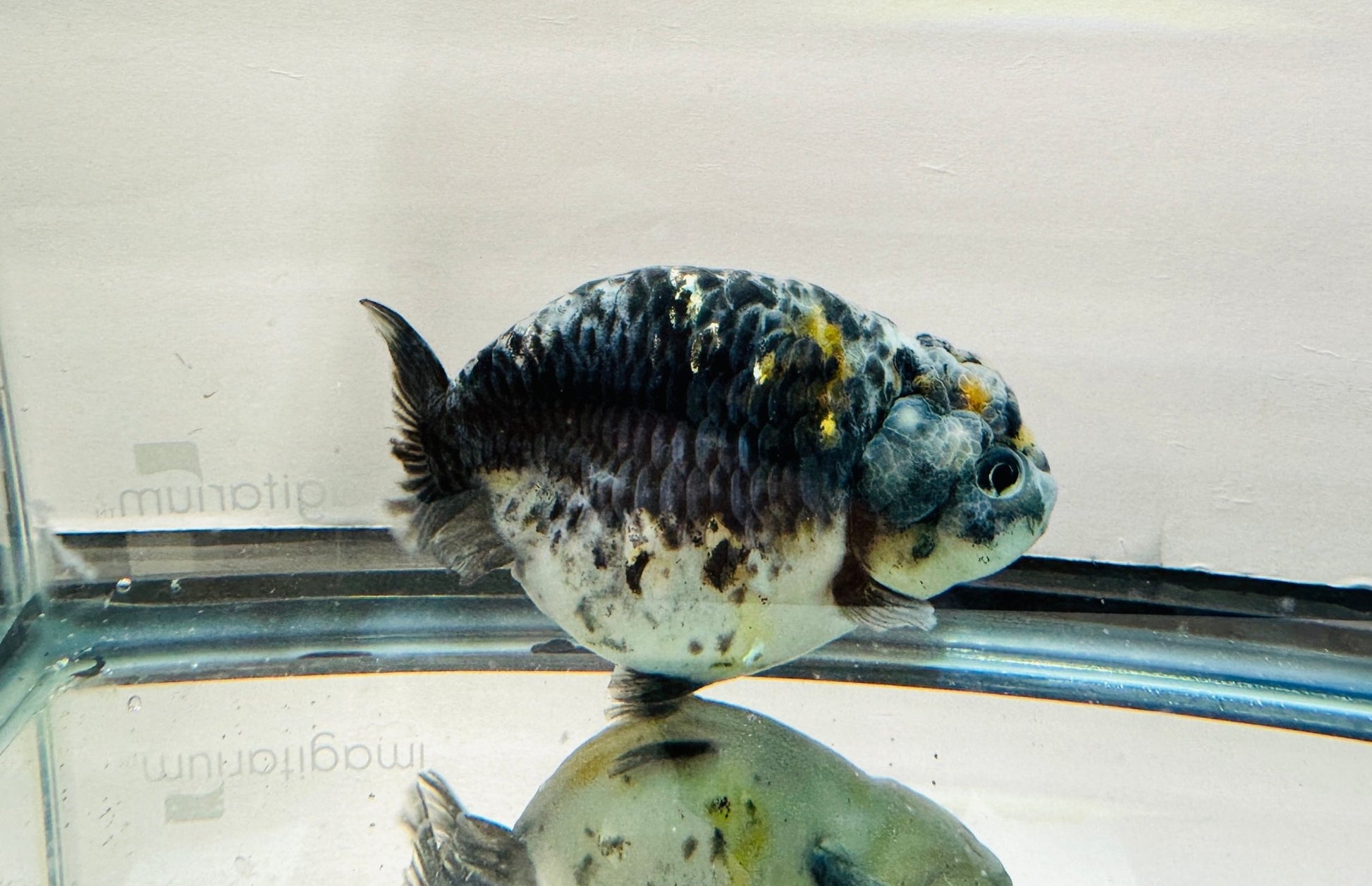 Blue Kirin Ranchu (F, 4.5'') - Lunar Fancies