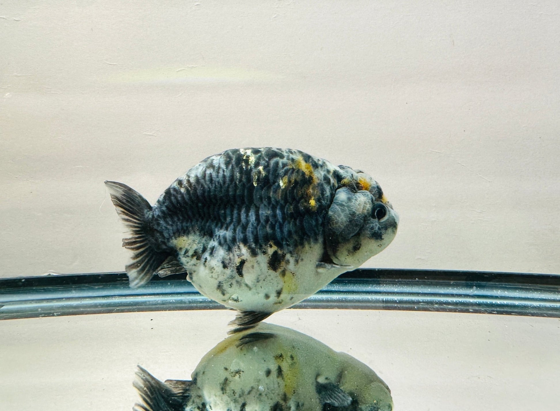 Blue Kirin Ranchu (F, 4.5'') - Lunar Fancies