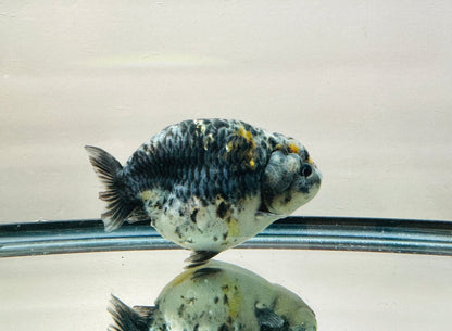 Blue Kirin Ranchu (F, 4.5'') - Lunar Fancies