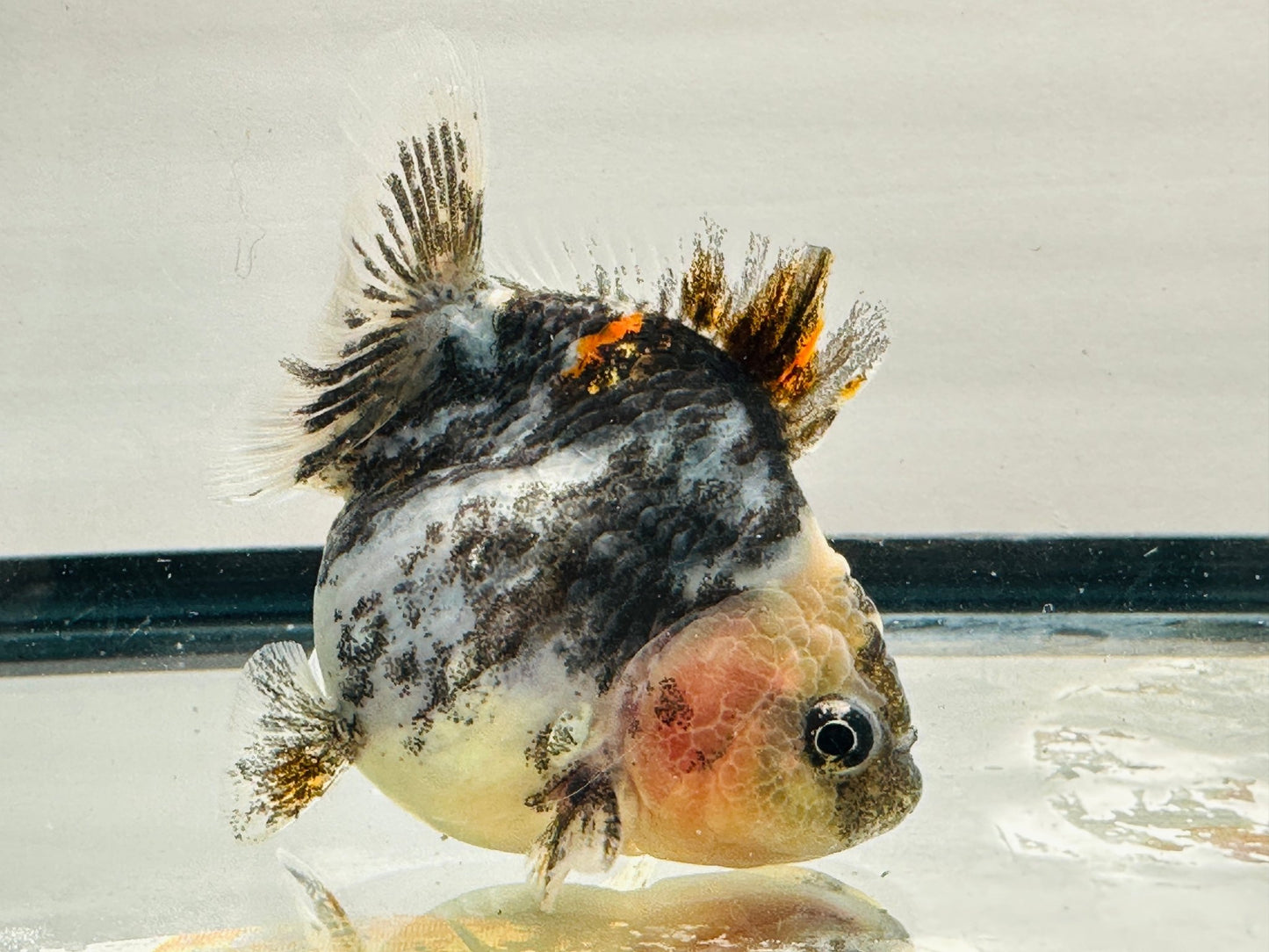 Calico Oranda (F, 3.5'') - Lunar Fancies