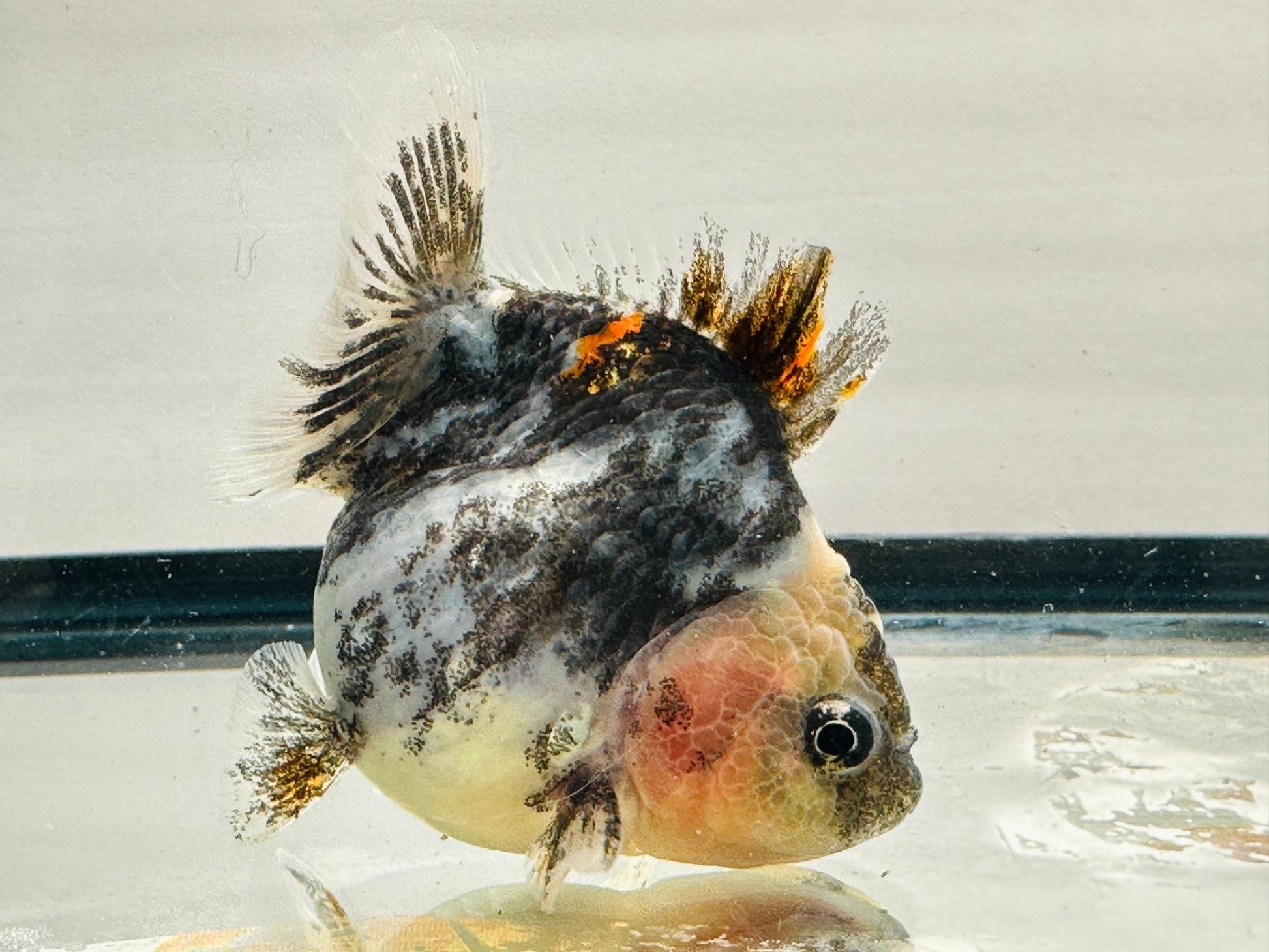 Calico Oranda (F, 3.5'') - Lunar Fancies