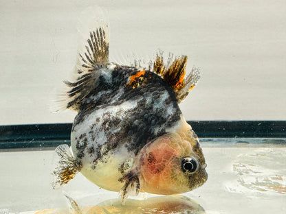 Calico Oranda (F, 3.5'') - Lunar Fancies