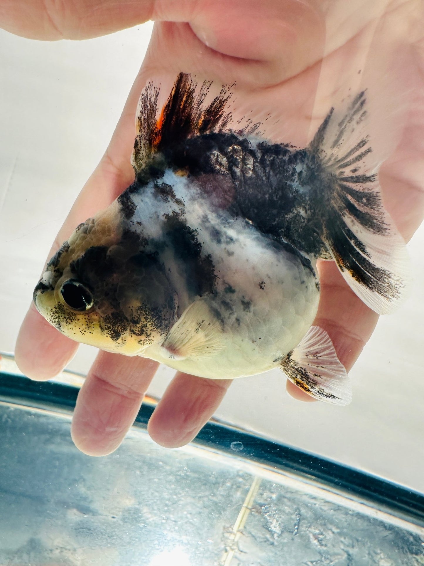 Calico Oranda (F, 3.5'') - Lunar Fancies