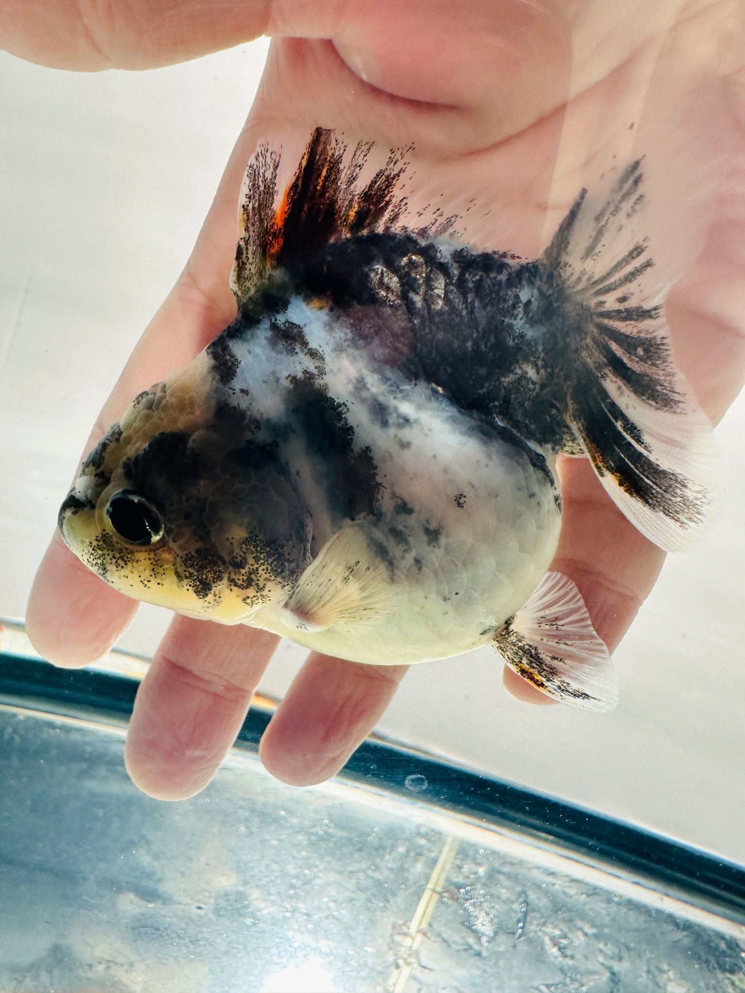 Calico Oranda (F, 3.5'') - Lunar Fancies