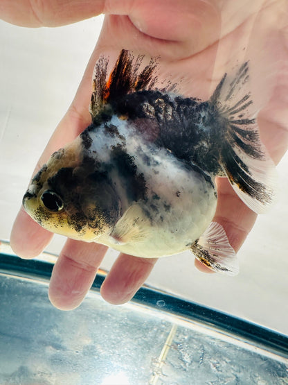 Calico Oranda (F, 3.5'') - Lunar Fancies