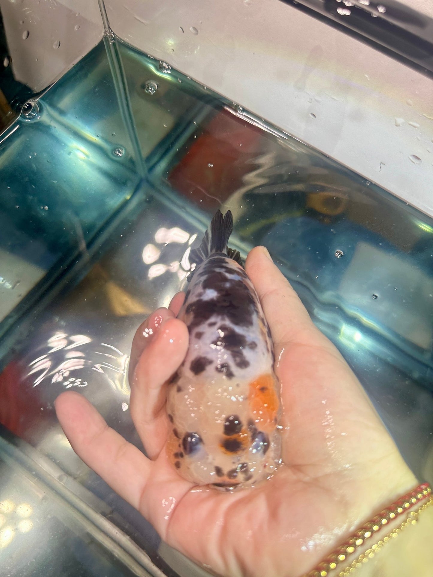 Calico Ranchu (5'') - Lunar Fancies