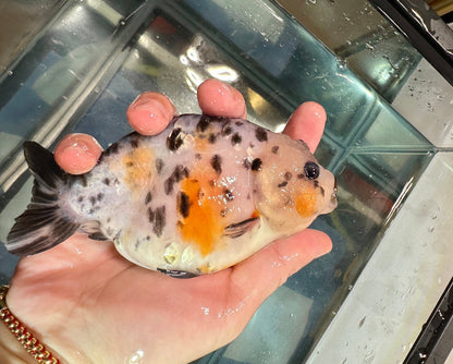 Calico Ranchu (5'') - Lunar Fancies