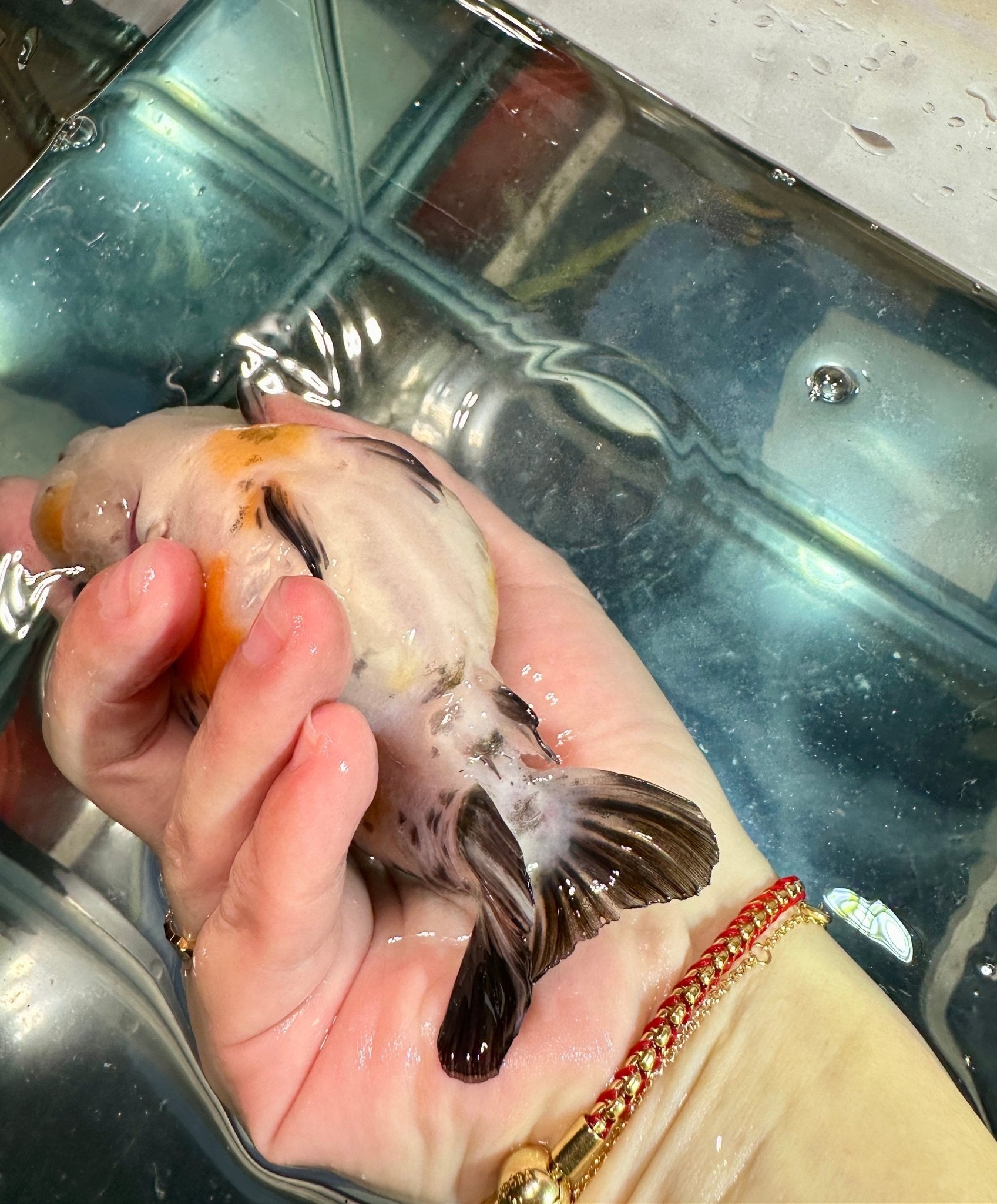 Calico Ranchu (5'') - Lunar Fancies