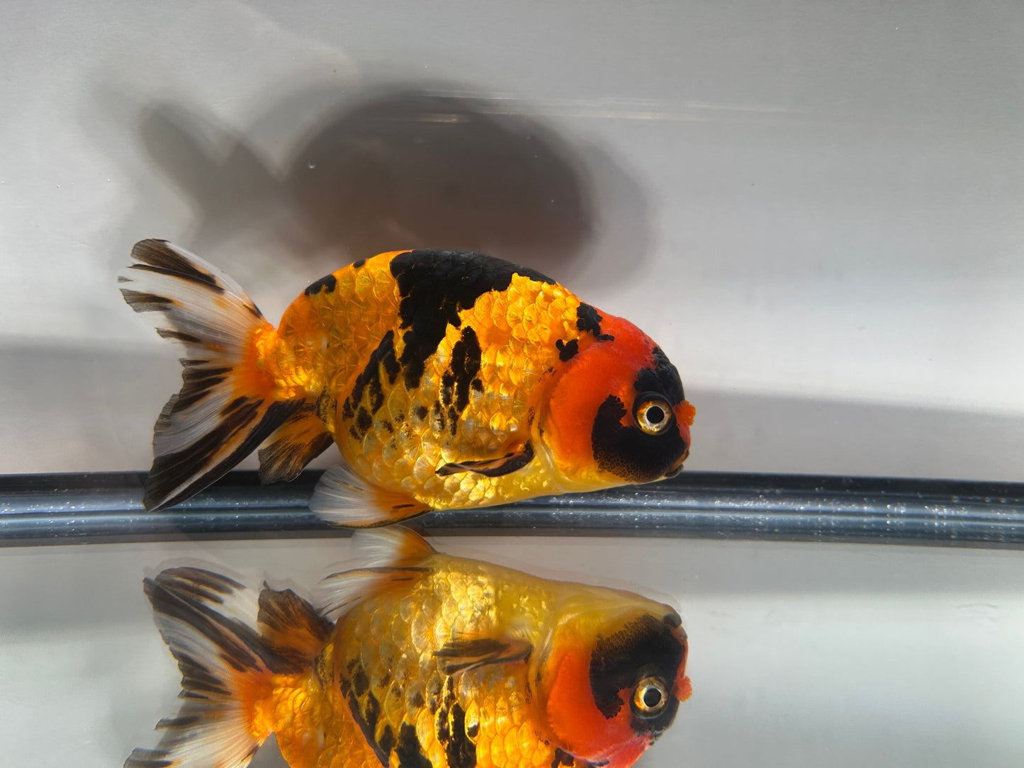 Calico Ranchu - 5.5'' - Lunar Fancies