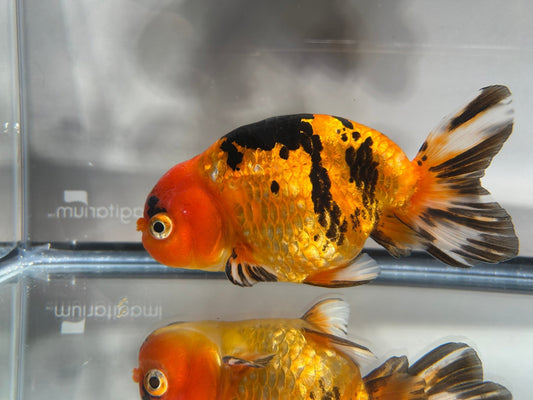 Calico Ranchu - 5.5'' - Lunar Fancies