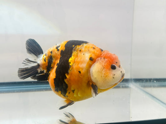 Calico Ranchu (F, 5'') - Lunar Fancies