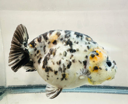 Calico Ranchu (F, 5'') - Lunar Fancies