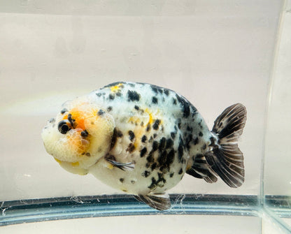 Calico Ranchu (F, 5'') - Lunar Fancies