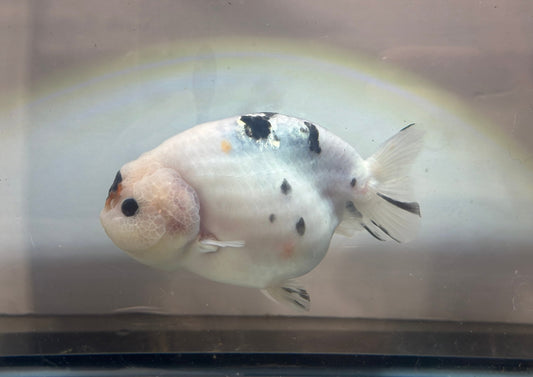 Calico Ranchu (F, 5'') - Lunar Fancies
