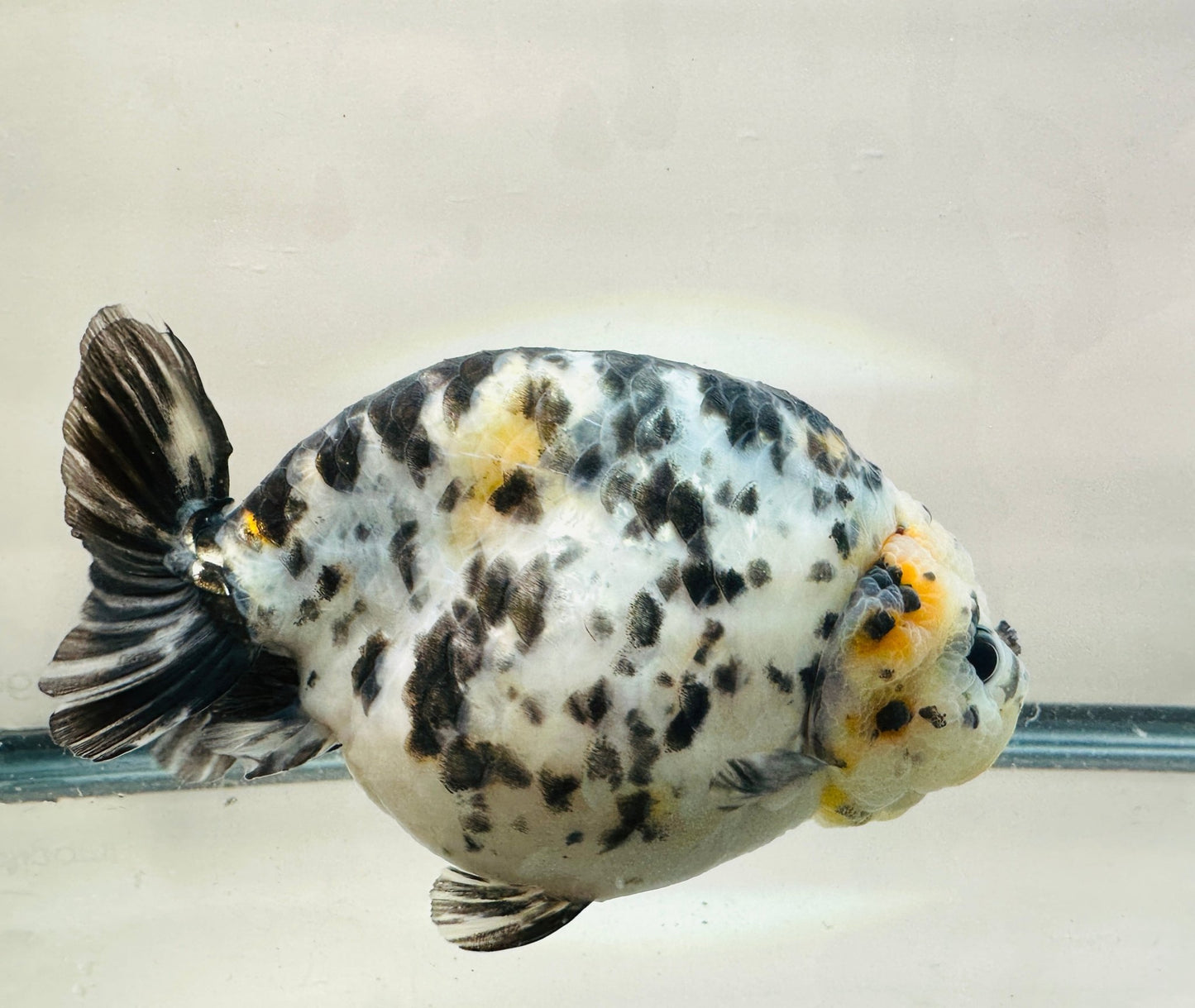 Calico Ranchu (F, 5'') - Lunar Fancies