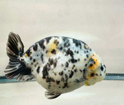 Calico Ranchu (F, 5'') - Lunar Fancies