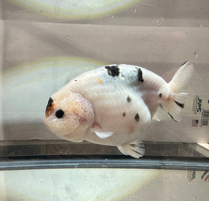 Calico Ranchu (F, 5'') - Lunar Fancies