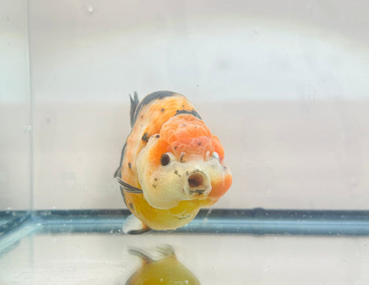 Calico Ranchu (F, 5'') - Lunar Fancies
