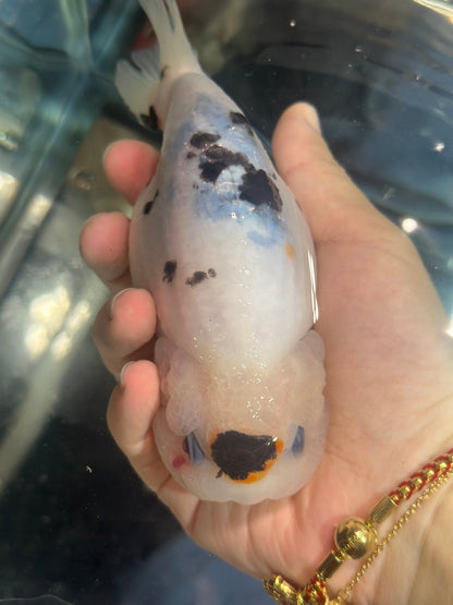 Calico Ranchu (F, 5'') - Lunar Fancies