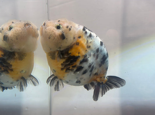 Calico Ranchu (M, 4.5'') - Lunar Fancies