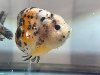 Calico Ranchu (M, 4.5'') - Lunar Fancies