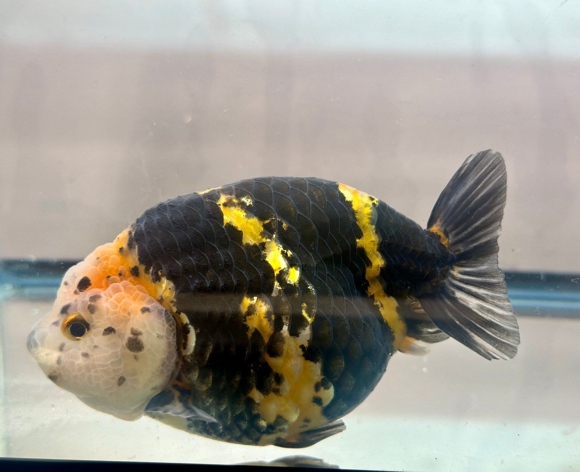 Calico Ranchu (M, 5'') - Lunar Fancies