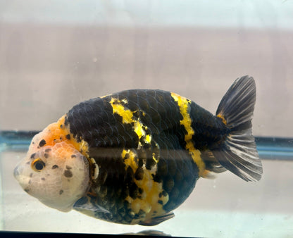 Calico Ranchu (M, 5'') - Lunar Fancies