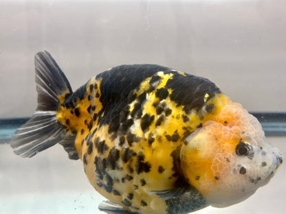 Calico Ranchu (M, 5'') - Lunar Fancies