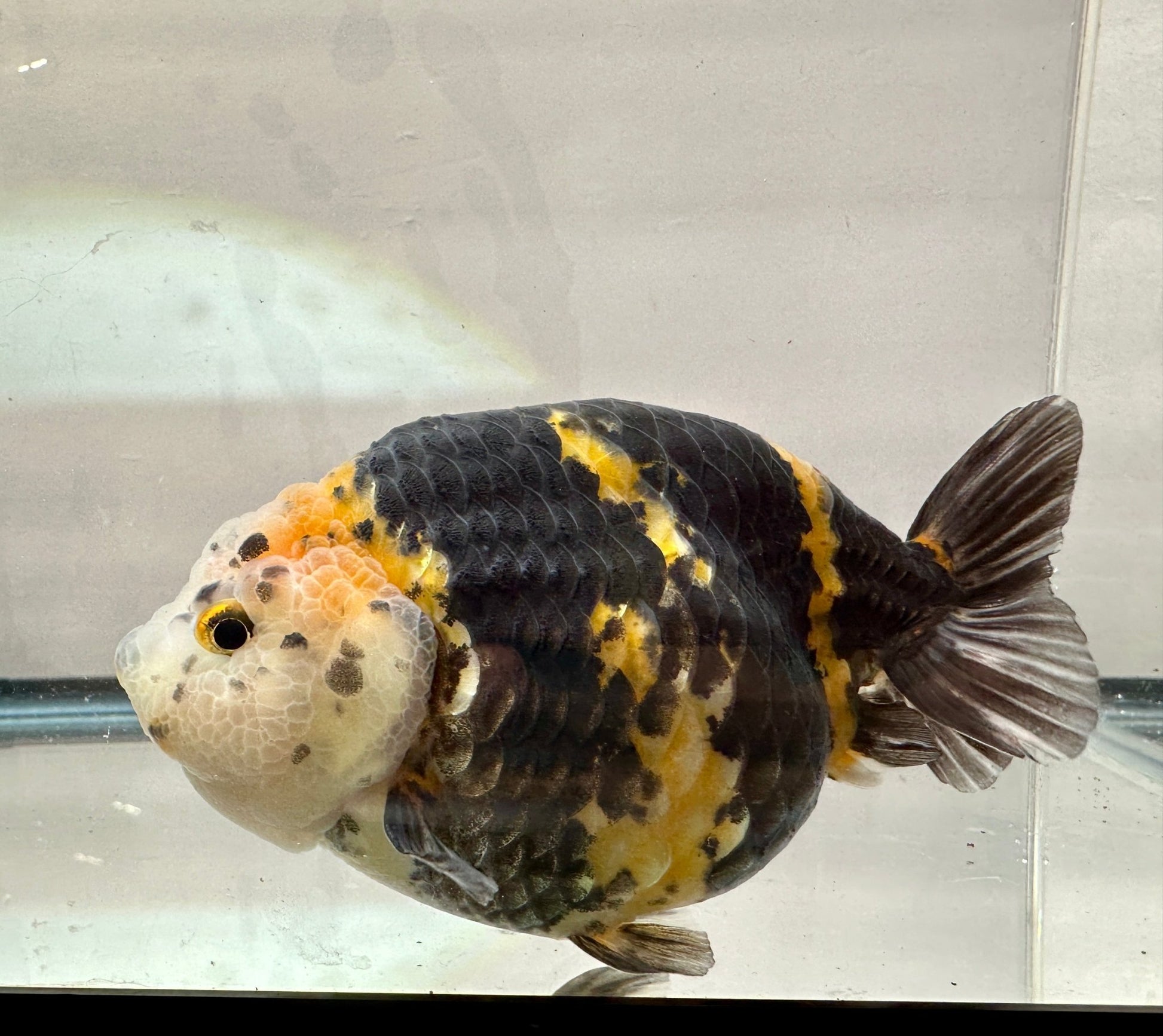 Calico Ranchu (M, 5'') - Lunar Fancies