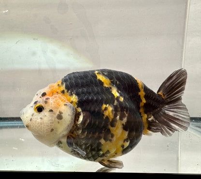 Calico Ranchu (M, 5'') - Lunar Fancies