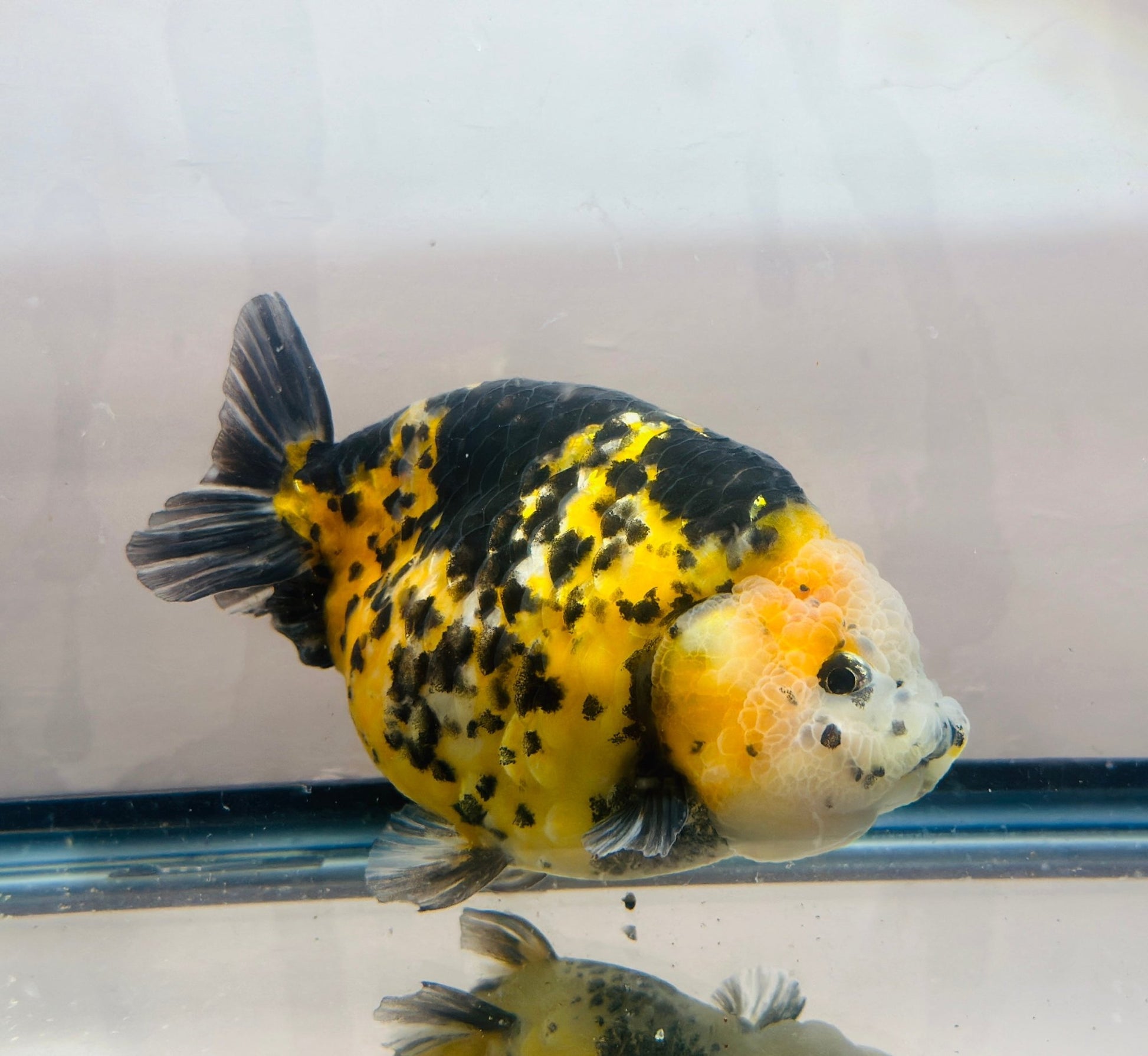 Calico Ranchu (M, 5'') - Lunar Fancies